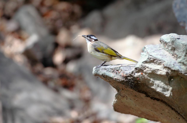 《北京冬季觀鳥導(dǎo)賞圖》發(fā)布