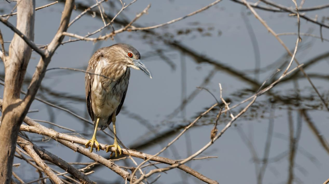 《北京冬季觀鳥導(dǎo)賞圖》發(fā)布