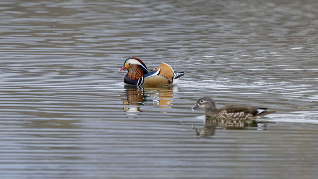 《北京冬季觀鳥導(dǎo)賞圖》發(fā)布