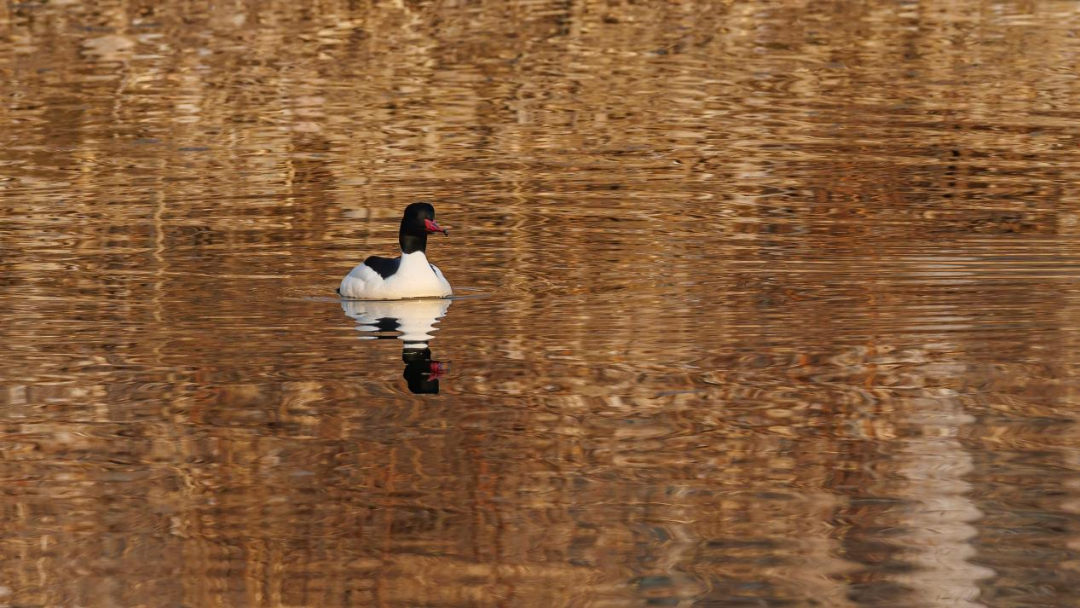 《北京冬季觀鳥導(dǎo)賞圖》發(fā)布