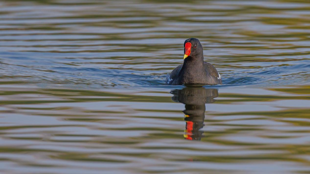 《北京冬季觀鳥導(dǎo)賞圖》發(fā)布