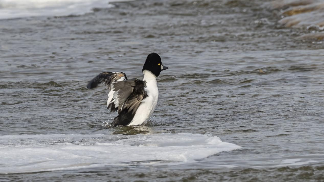 《北京冬季觀鳥導(dǎo)賞圖》發(fā)布