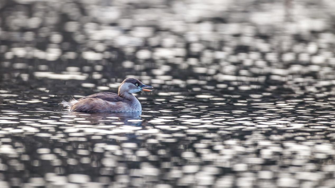 《北京冬季觀鳥導(dǎo)賞圖》發(fā)布