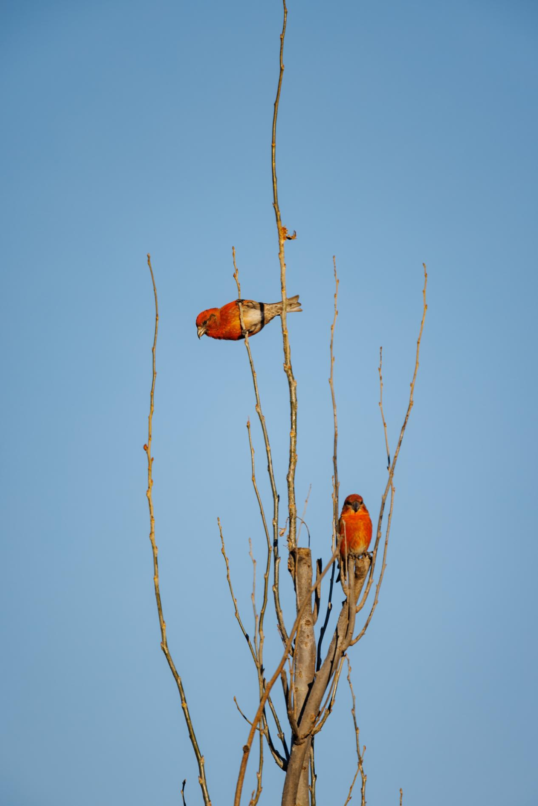 《北京冬季觀鳥導(dǎo)賞圖》發(fā)布
