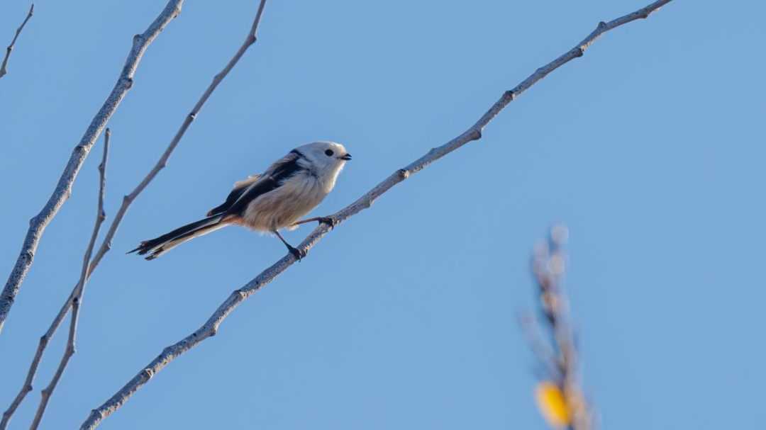 《北京冬季觀鳥導(dǎo)賞圖》發(fā)布