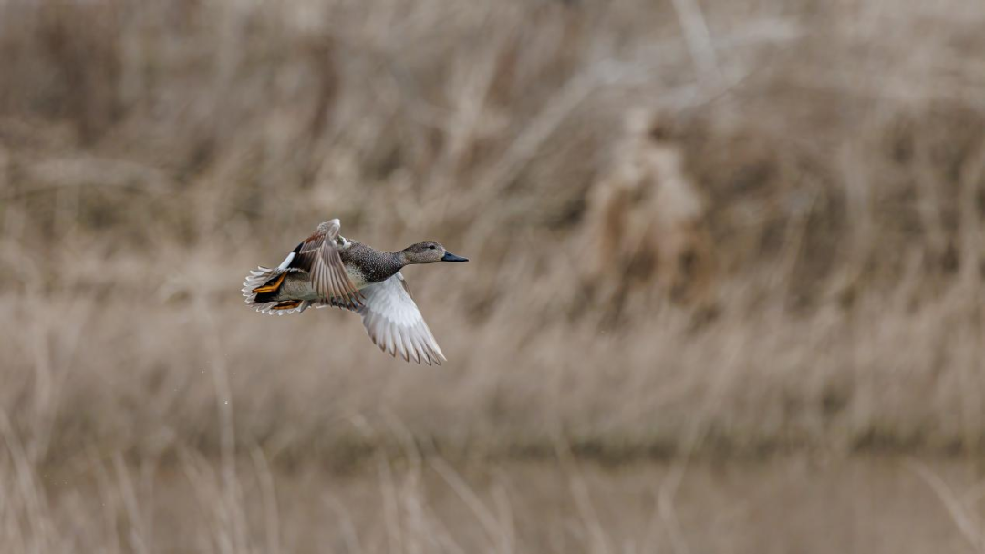 《北京冬季觀鳥導(dǎo)賞圖》發(fā)布