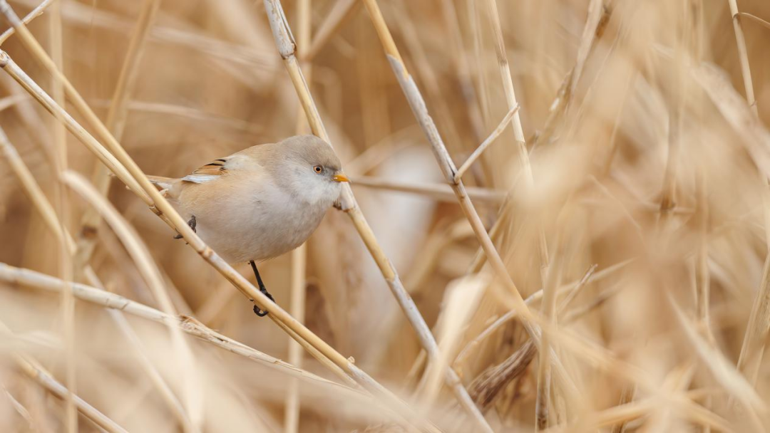 《北京冬季觀鳥導(dǎo)賞圖》發(fā)布