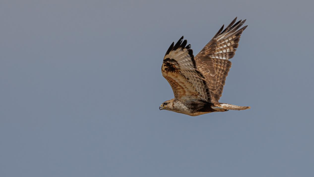 《北京冬季觀鳥導(dǎo)賞圖》發(fā)布