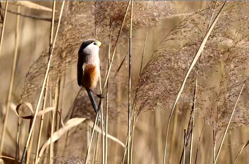 《北京冬季觀鳥導(dǎo)賞圖》發(fā)布