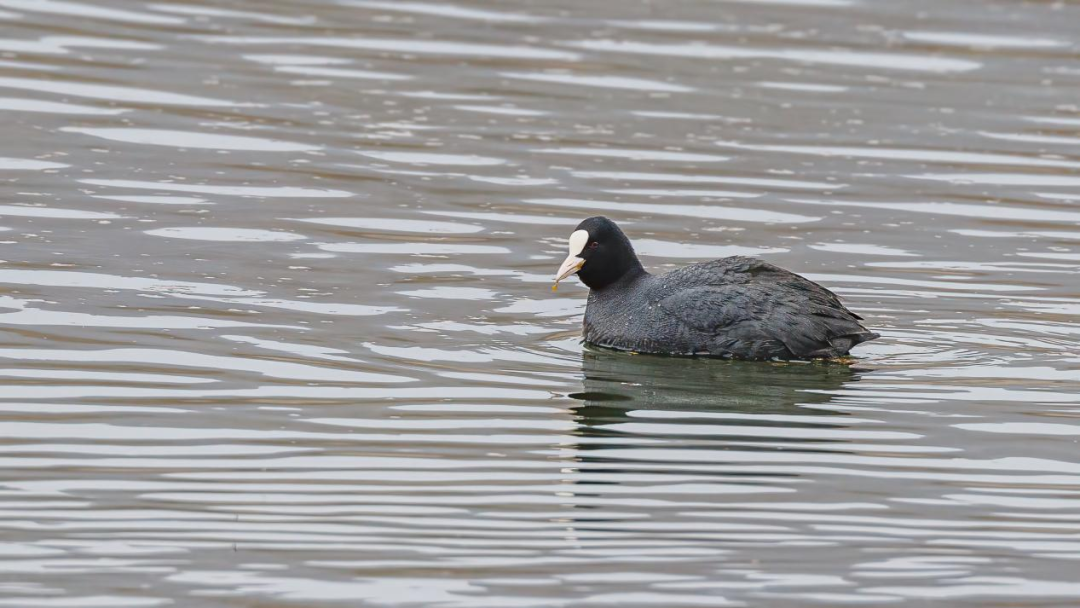 《北京冬季觀鳥導(dǎo)賞圖》發(fā)布