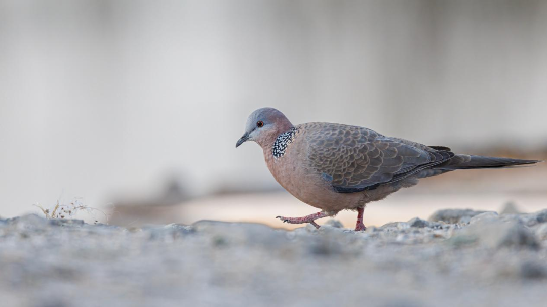 《北京冬季觀鳥導(dǎo)賞圖》發(fā)布