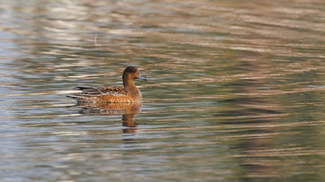 《北京冬季觀鳥導(dǎo)賞圖》發(fā)布
