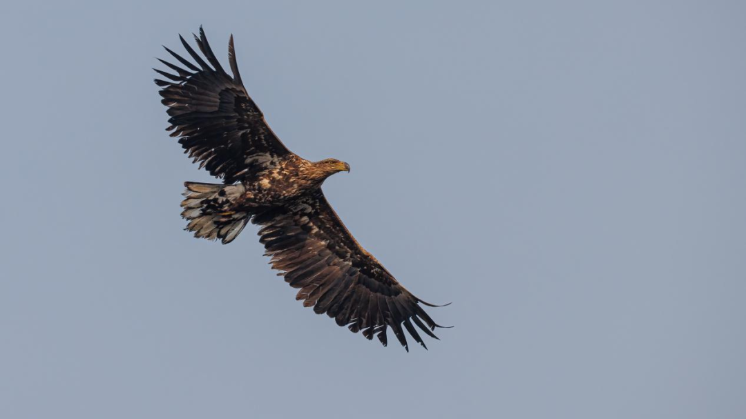 《北京冬季觀鳥導(dǎo)賞圖》發(fā)布