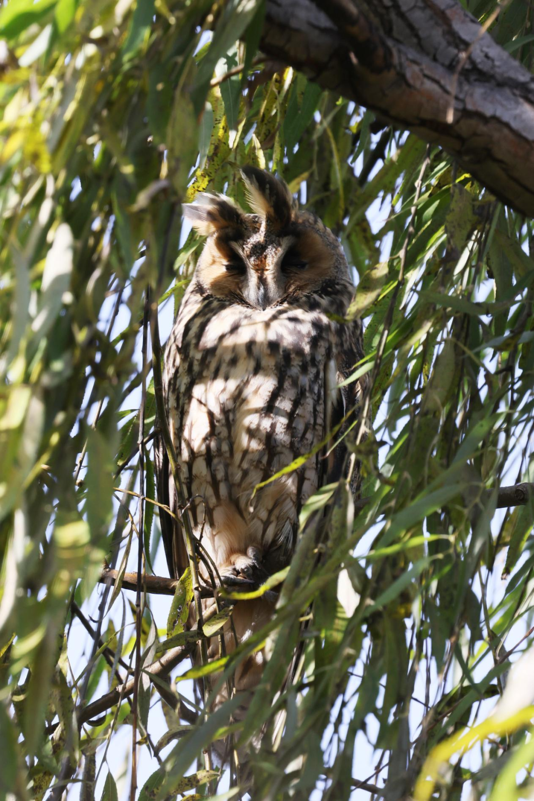 《北京冬季觀鳥導(dǎo)賞圖》發(fā)布