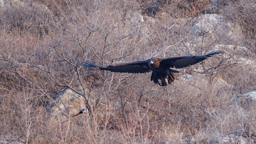 《北京冬季觀鳥導(dǎo)賞圖》發(fā)布