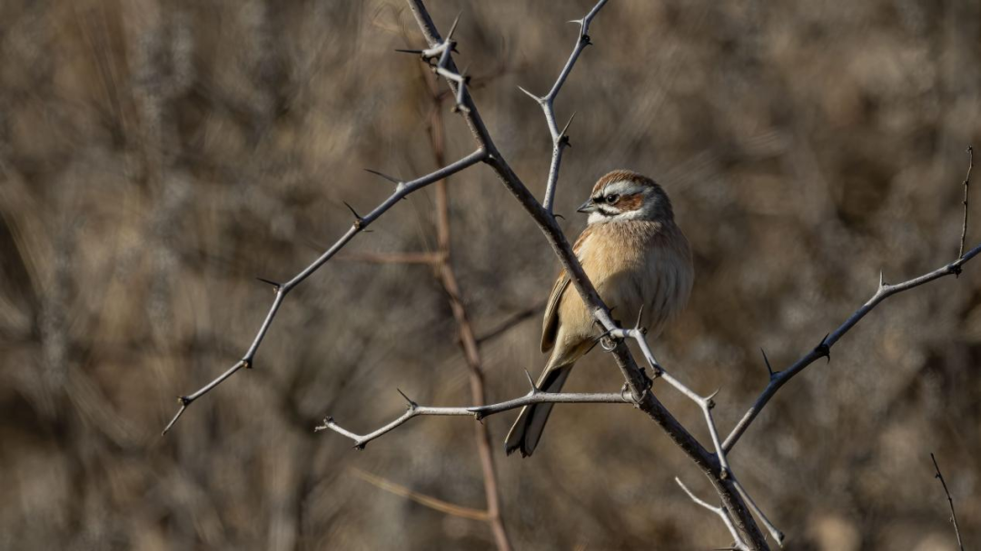 《北京冬季觀鳥導(dǎo)賞圖》發(fā)布