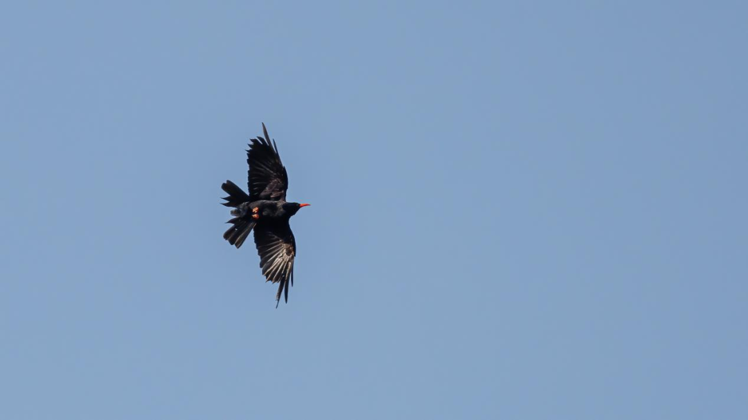 《北京冬季觀鳥導(dǎo)賞圖》發(fā)布