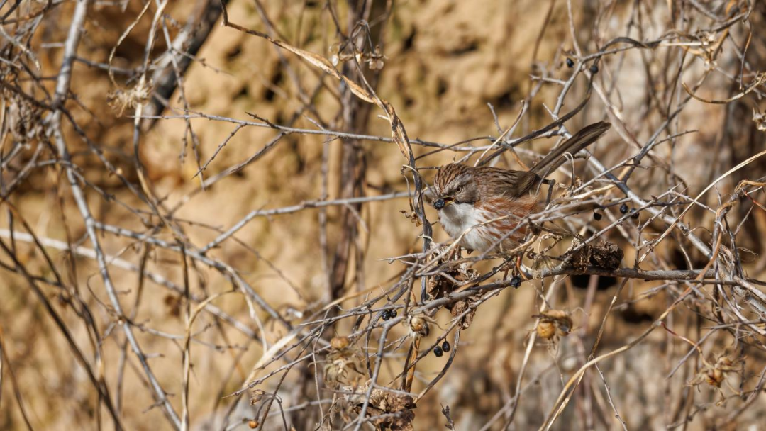 《北京冬季觀鳥導(dǎo)賞圖》發(fā)布