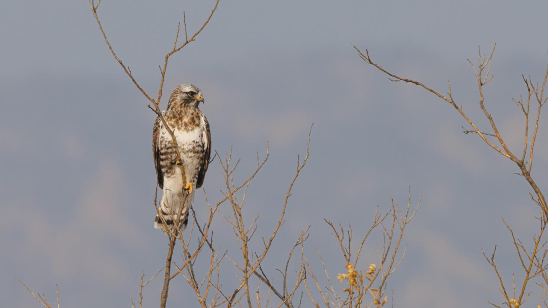 《北京冬季觀鳥導(dǎo)賞圖》發(fā)布