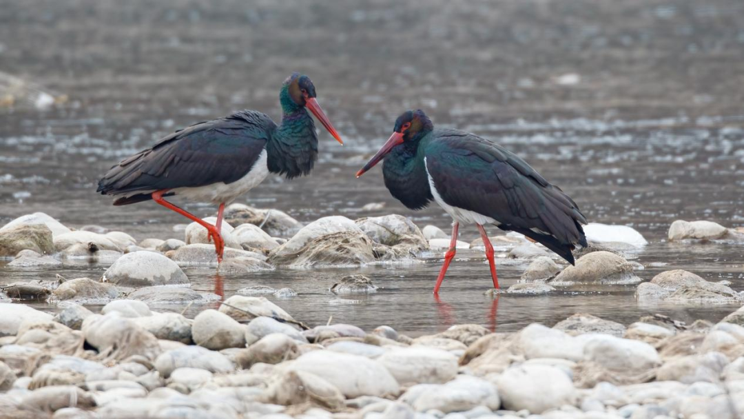《北京冬季觀鳥導(dǎo)賞圖》發(fā)布