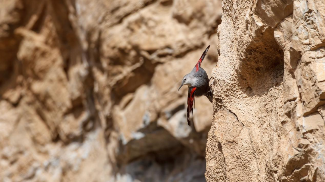 《北京冬季觀鳥導(dǎo)賞圖》發(fā)布