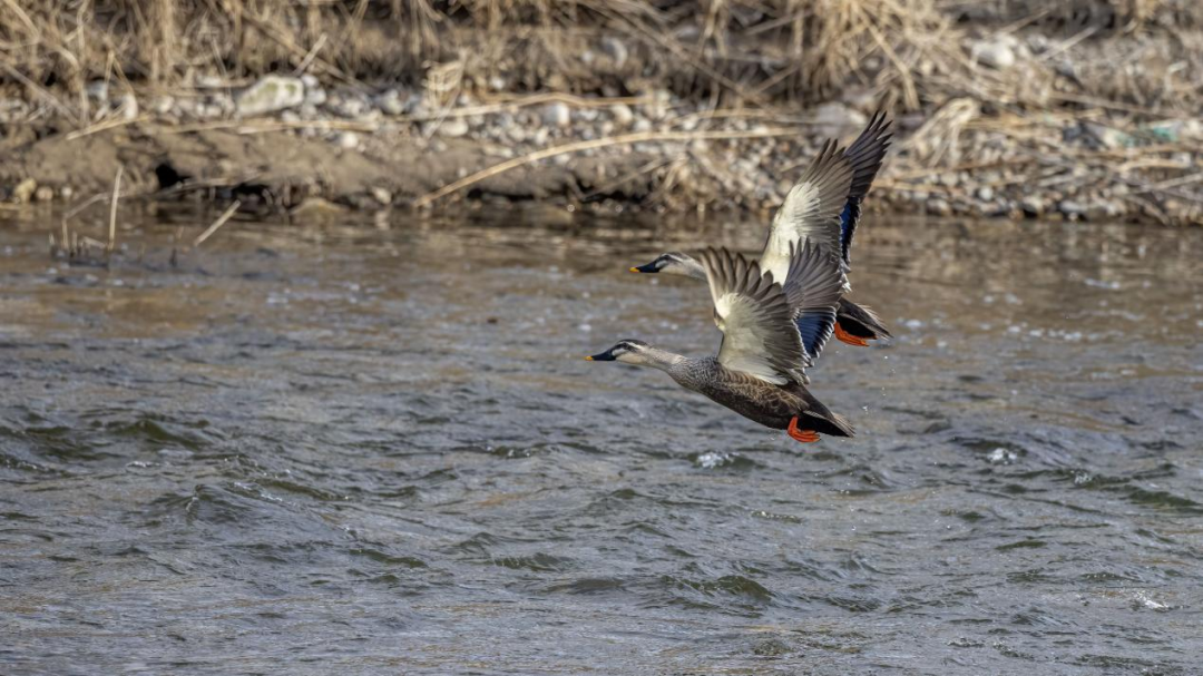 《北京冬季觀鳥導(dǎo)賞圖》發(fā)布