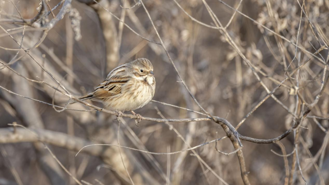 《北京冬季觀鳥導(dǎo)賞圖》發(fā)布