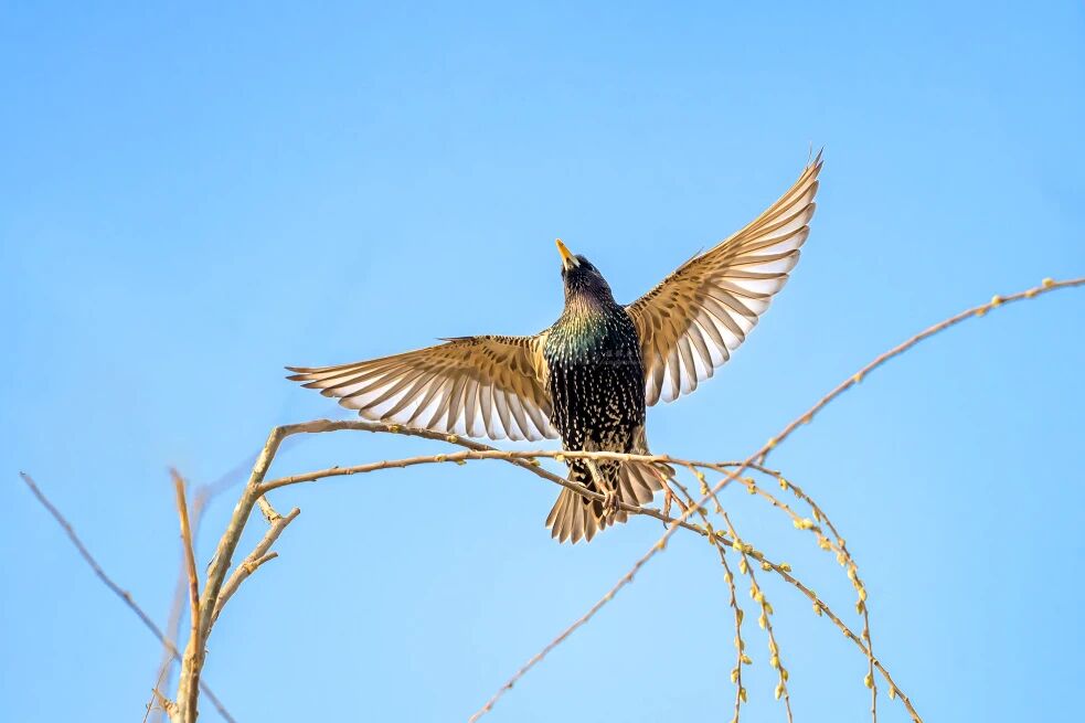 首次現身！南苑森林濕地公園觀測到紫翅椋鳥