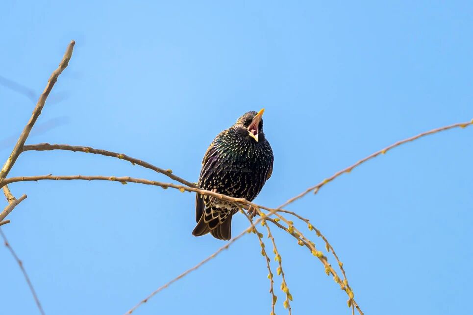 首次現身！南苑森林濕地公園觀測到紫翅椋鳥