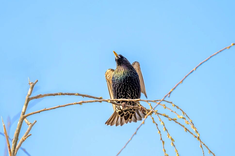 首次現身！南苑森林濕地公園觀測到紫翅椋鳥