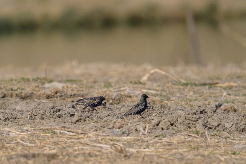 首次現身！南苑森林濕地公園觀測到紫翅椋鳥