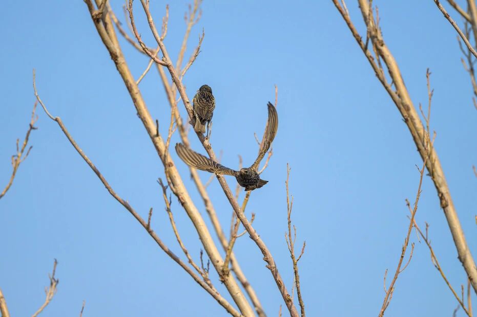 首次現身！南苑森林濕地公園觀測到紫翅椋鳥