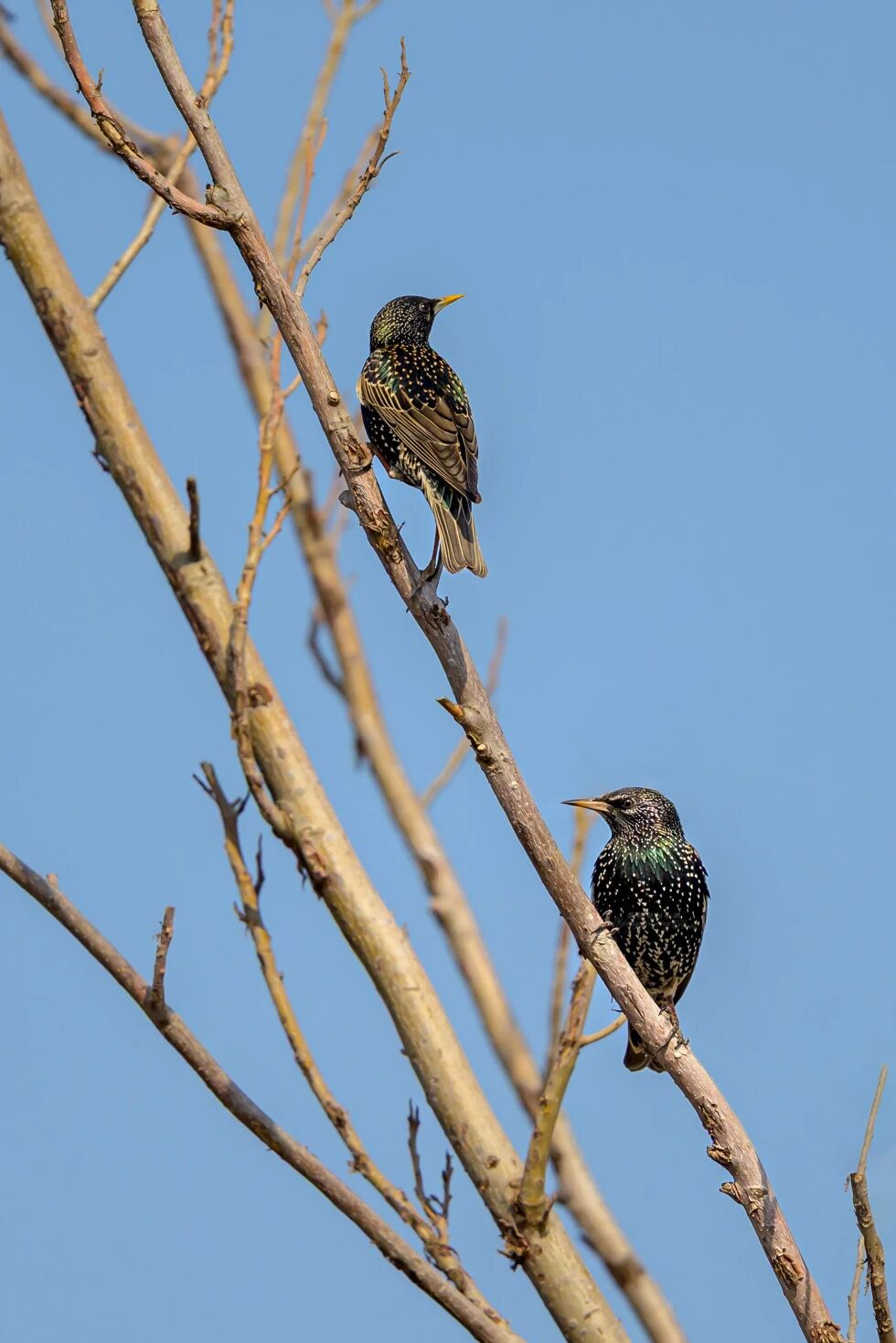 首次現身！南苑森林濕地公園觀測到紫翅椋鳥