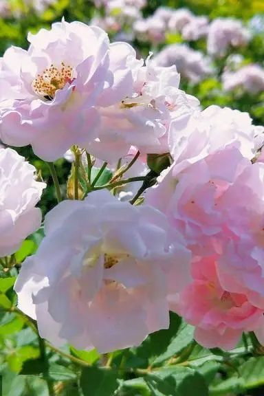 薔薇花