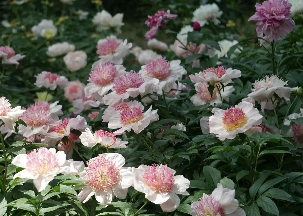 芍藥花