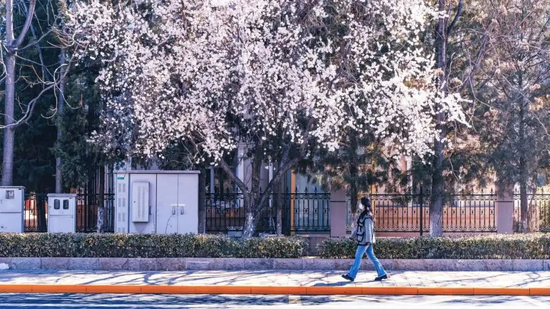 四條密云春日賞花線路 四條密云春日賞花線路