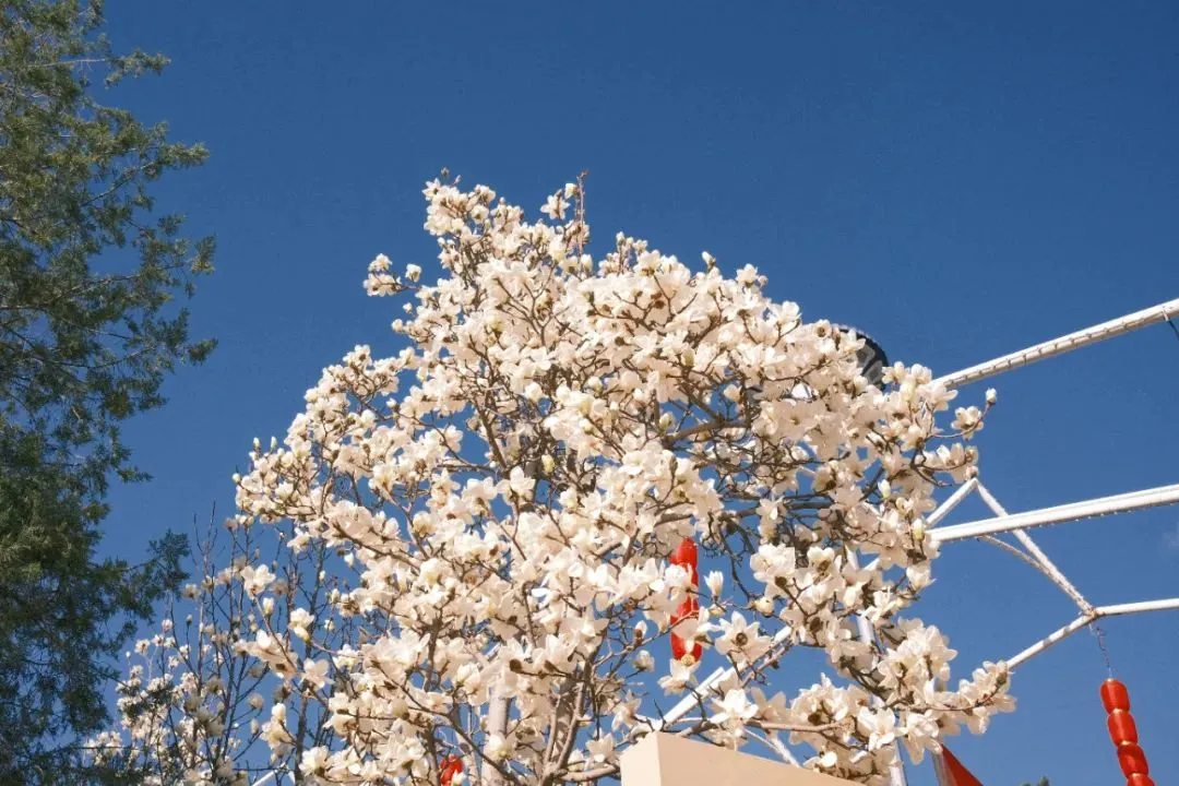 四條密云春日賞花線路 四條密云春日賞花線路