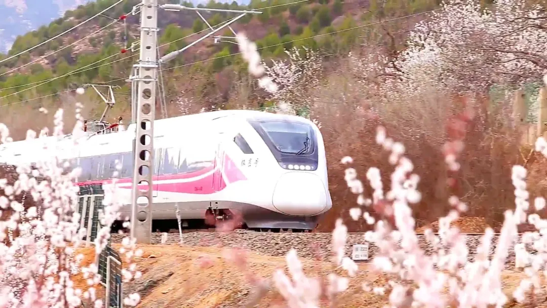 四條密云春日賞花線路 四條密云春日賞花線路