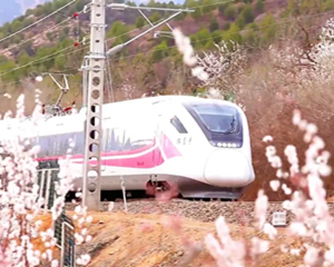 四條密云春日賞花線路 四條密云春日賞花線路