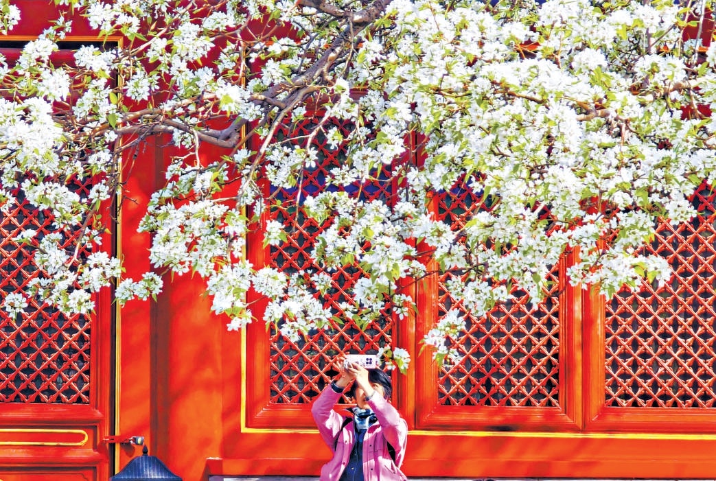 智化寺內(nèi)，古梨樹雪白梨花如雪瀑傾瀉，與古剎紅墻相映成趣。