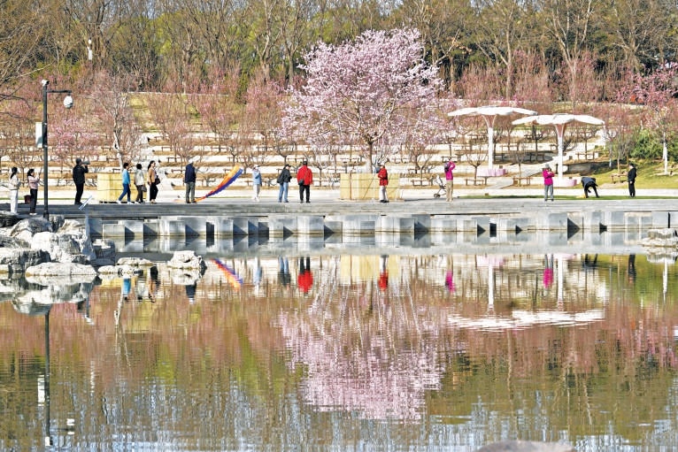 北小河打造全市首條櫻花河，沿岸近6000株櫻花已次第綻放。