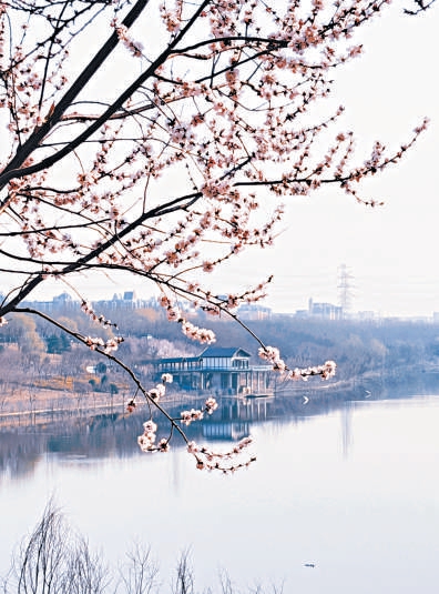 “京西小洱海”春花迎來最佳觀賞期。