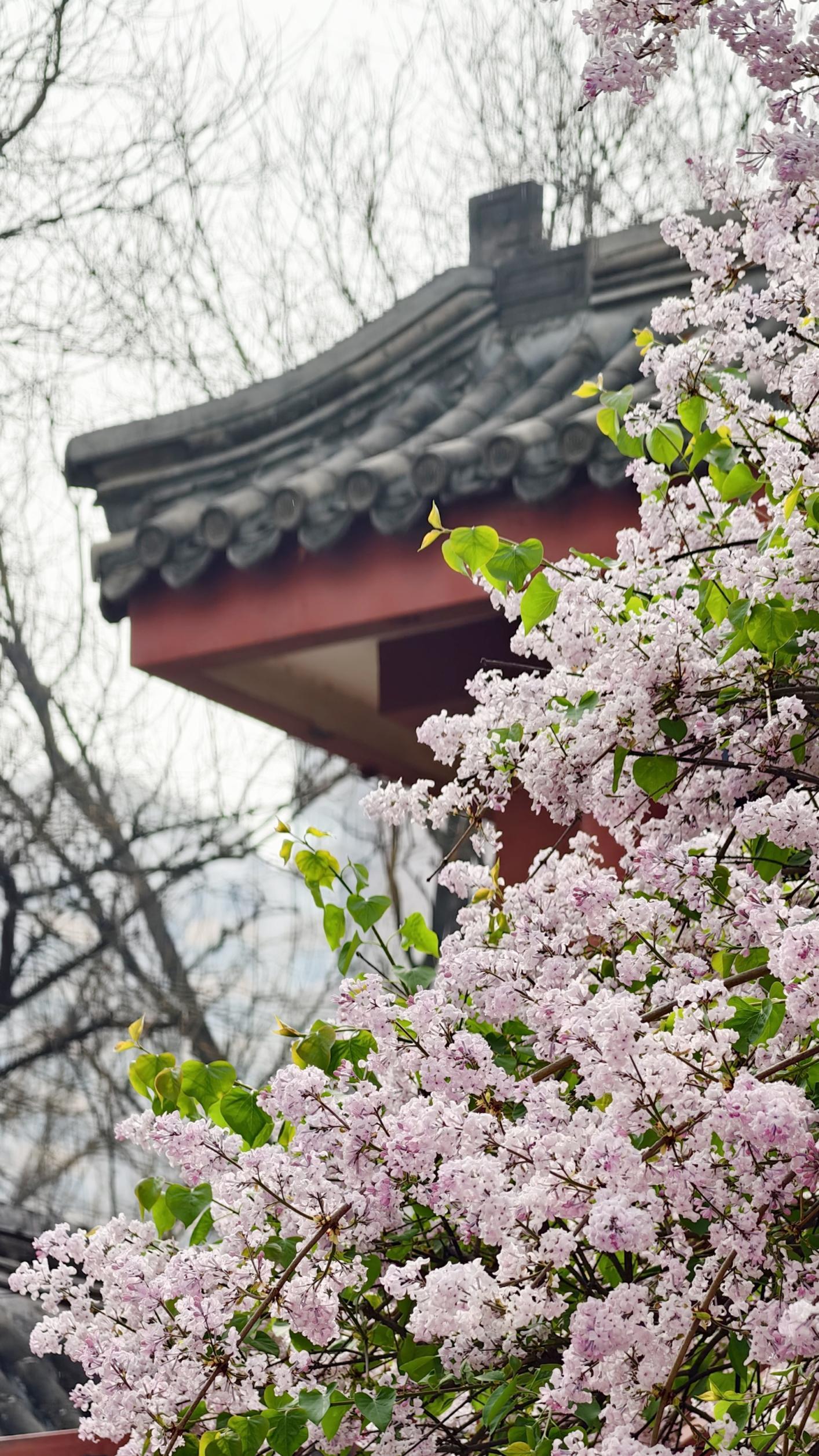 護國寺古剎已繁花成云！千年時光在花影里緩緩流淌