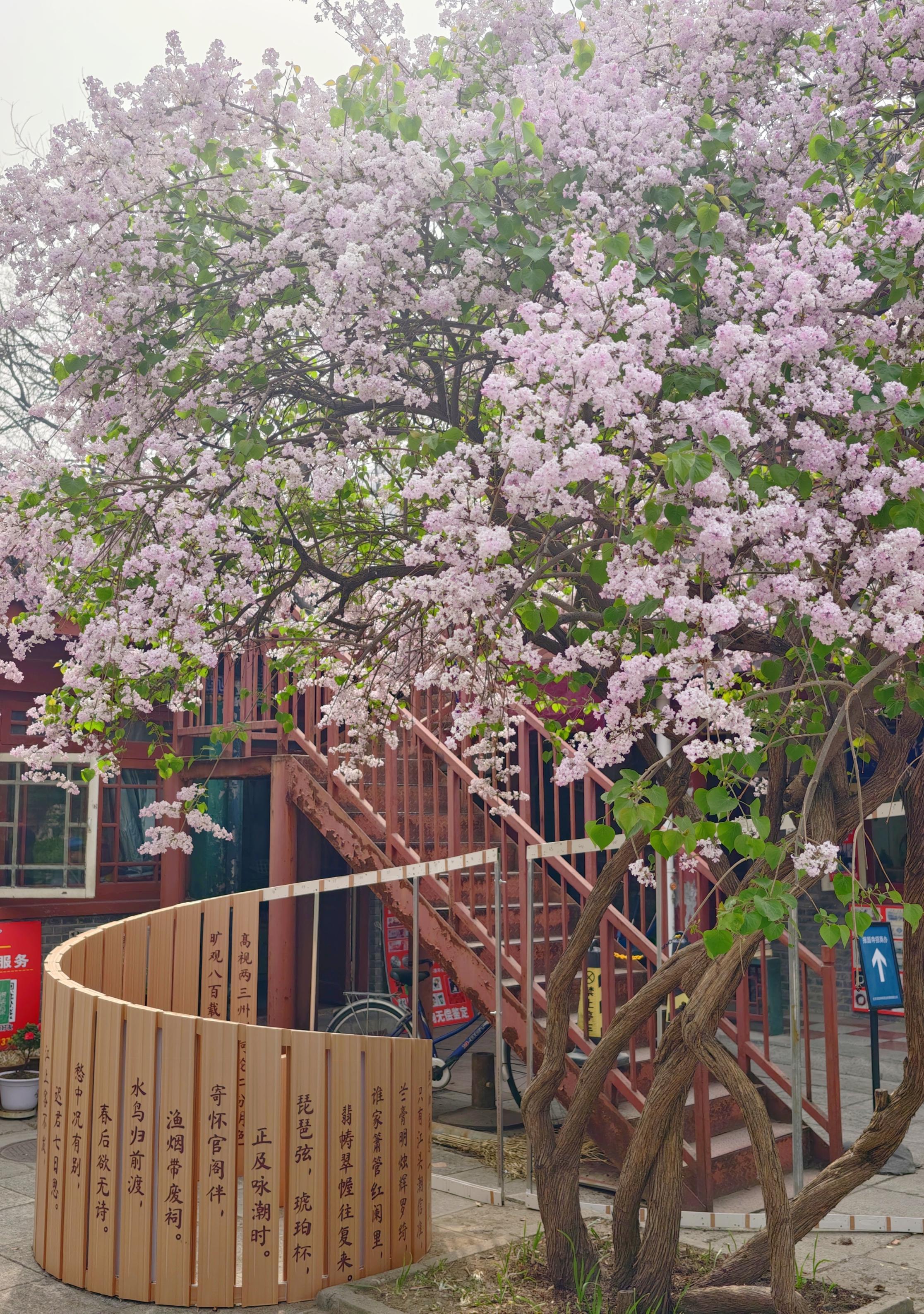 護國寺古剎已繁花成云！千年時光在花影里緩緩流淌