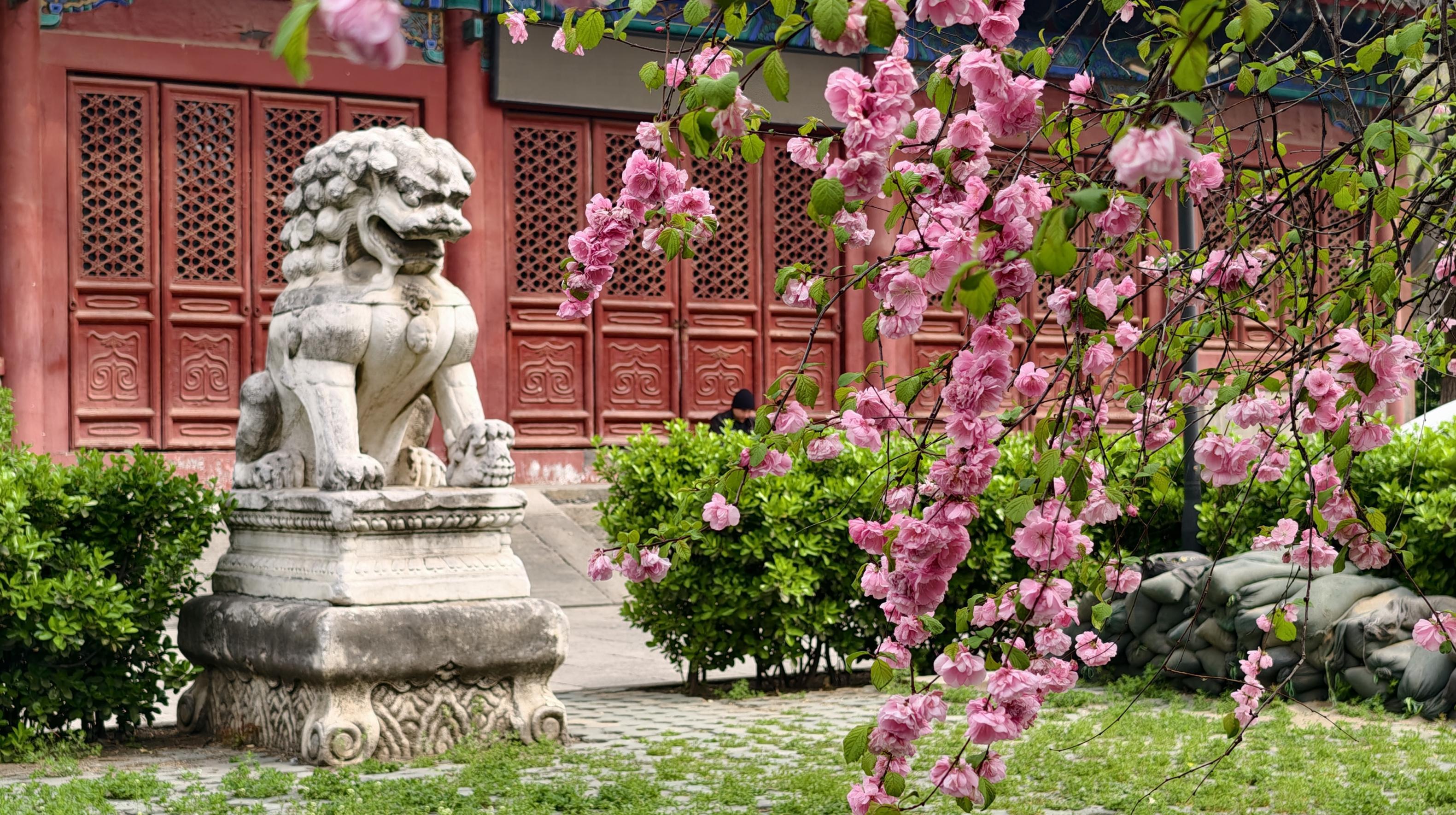 護國寺古剎已繁花成云！千年時光在花影里緩緩流淌