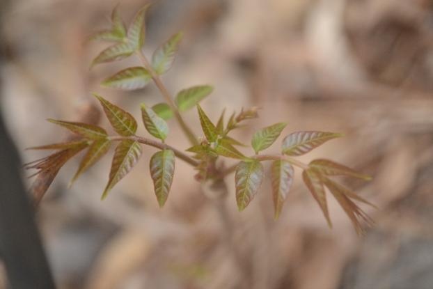【北京疾控提醒您】野菜別亂采！這份“春日野菜食用安全指南”請(qǐng)收好