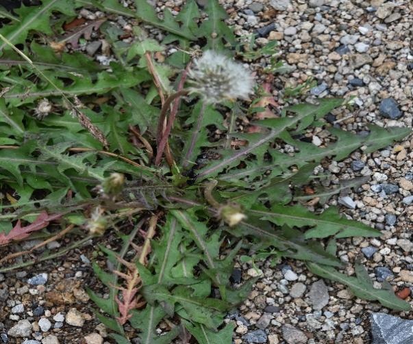 【北京疾控提醒您】野菜別亂采！這份“春日野菜食用安全指南”請(qǐng)收好