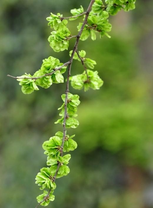 【北京疾控提醒您】野菜別亂采！這份“春日野菜食用安全指南”請(qǐng)收好