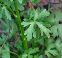 【北京疾控提醒您】野菜別亂采！這份“春日野菜食用安全指南”請(qǐng)收好