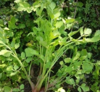 【北京疾控提醒您】野菜別亂采！這份“春日野菜食用安全指南”請(qǐng)收好